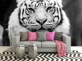 Tijger