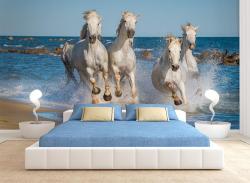 White horses at the beach