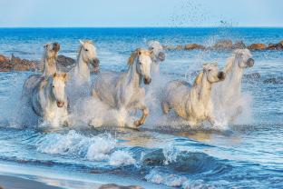 Wall Murals - White horses at the beach