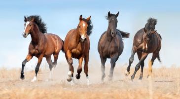 Wall Murals - Horses