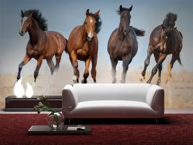 Paard