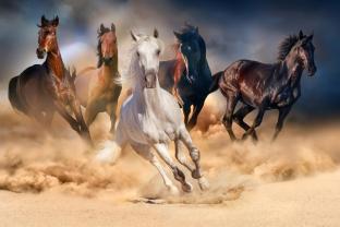 Fototapeten - Wildpferde im Galopp