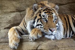 Papier Peint Photo - Tigre