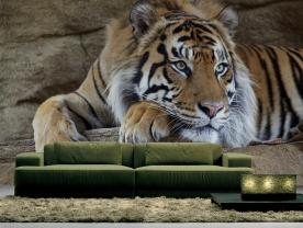 Tijger