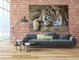 Papier Peint Photo - Tigre
