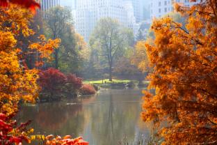 Fotomurales - Central Park Nueva York