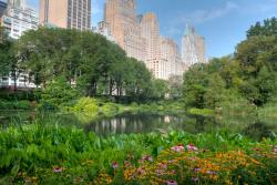 Fototapet - Central Park New York City