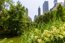 Fototapeten - Central Park New York