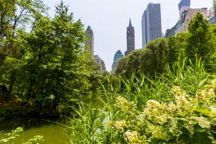 Fototapet - Central Park New York