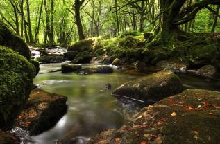 Wall Murals - Forest