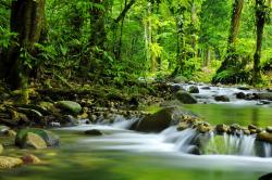 Fotomurali - Foresta