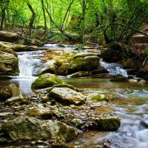 Fotomurales - Floresta