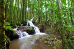 Fotomurali - Cascata Foresta
