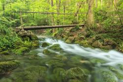 Fotomurali - Foresta
