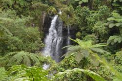 Fotomurali - Cascata Foresta