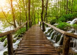 Fotomurali - Cascata Foresta