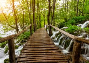 Fototapeten - Wasserfall Wald