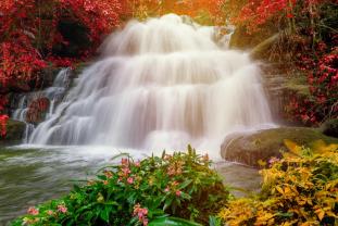 Fotomurales - Cascada en el Bosque