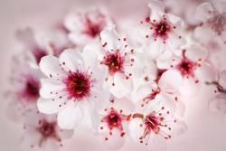 Fototapeten - Kirschblüten