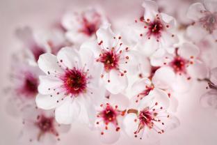 Fotomurales - Flores de Cerezo