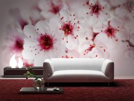 Kirsebærblomster