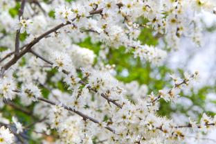 Fotobehang - Lente
