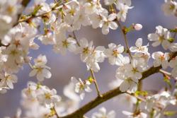 Fotomurales - Flores de Cerezo