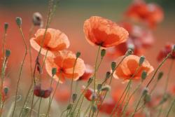 Wall Murals - Poppies