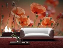 Poppies