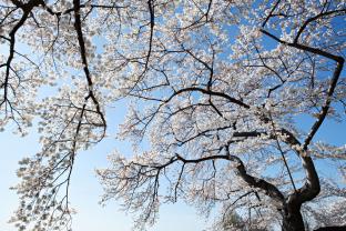 Fototapeter - Körsbärsblommans
