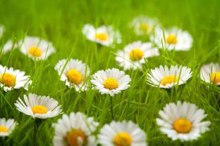 Fototapeter - Prästkrage Blomma