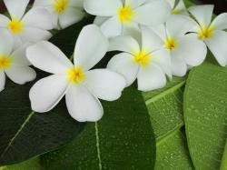 Wall Murals - Plumeria Flowers