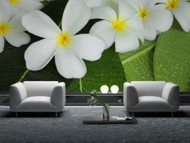 Plumeria