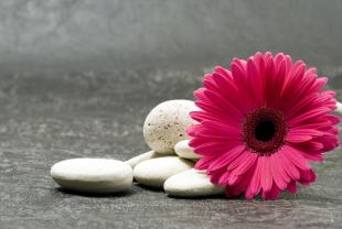 Fotomurali - Gerbera