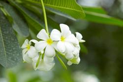 Fotomurali - Fiore