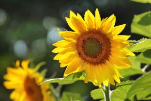 Fotomurales - Girasol