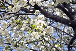 Fototapeten - Kirschblüten
