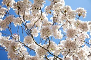 Wall Murals - Cherry Blossoms
