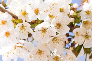 Fototapeter - Körsbärsblommans