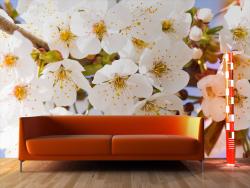 Cherry Blossoms