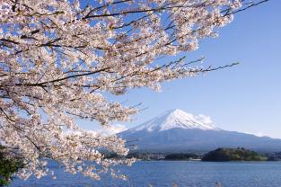 Fototapet - Bjerget Fuji