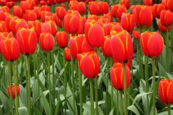Wall Murals - Tulips
