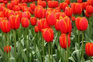 Fototapet, Posters og Lærreder - Tulipaner