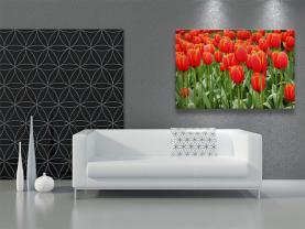 Fototapeten - Tulpen
