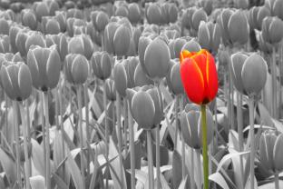 Fototapet, Posters og Lærreder - Tulipaner