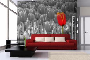 Tulipani