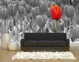 Fotomurales - Tulipanes