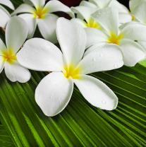 Fotomurali - Plumeria