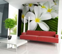 Plumeria