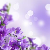 Papier Peint Photo - Fleur Violet